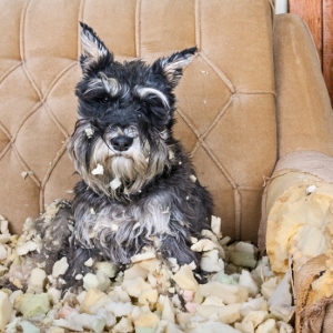 Schnauzer on chewed up couch