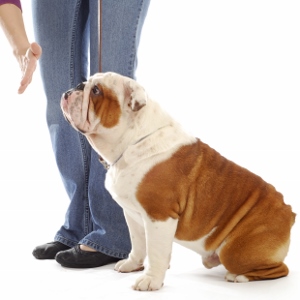 Bulldog doing sit stay